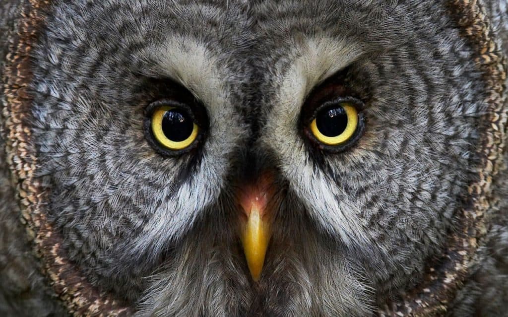 Great Grey Owl