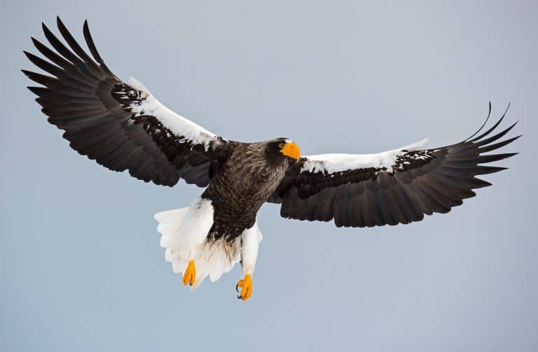 Hokkaido Series Steller's Sea Eagles of Hokkaido Finnature Get