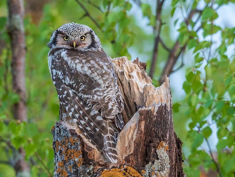 Private birdwatching excursions in Finland