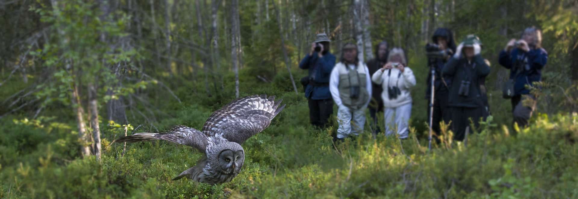 Three of the best bird watching experiences on Maryland's Eastern Shore.