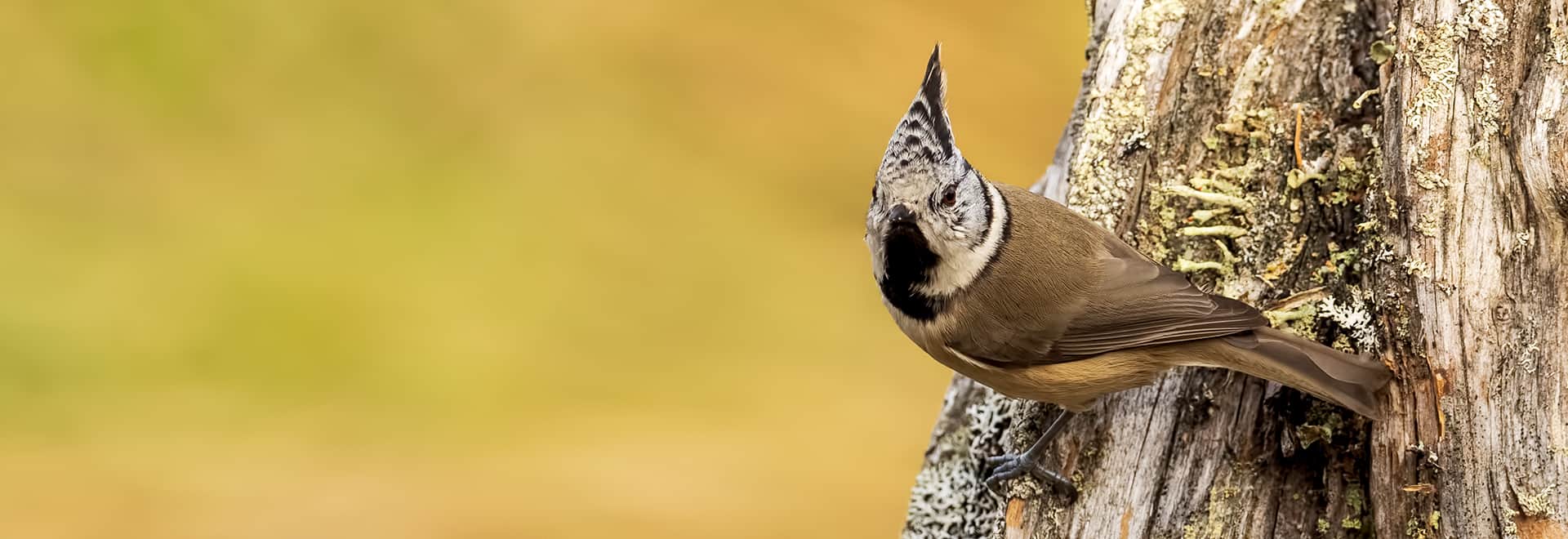 Small bird photography opportunities in Finland