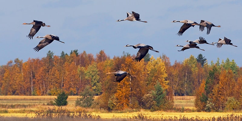 wetland birds - photography opportunities