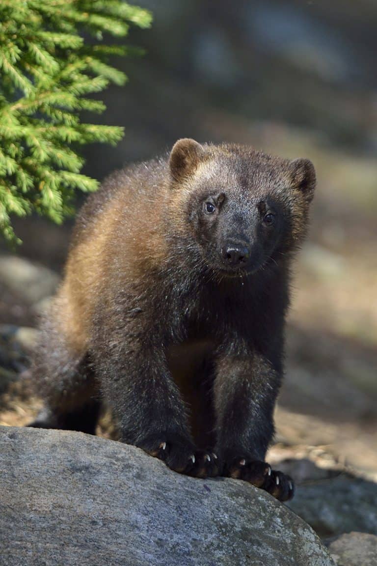 wolverine - photo opportunities