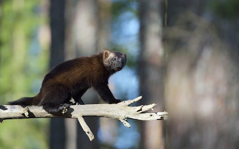 wildlife-photography-in-finland-finnature