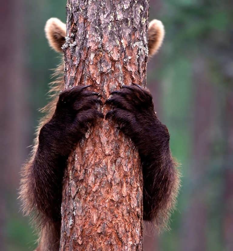brown bear photography