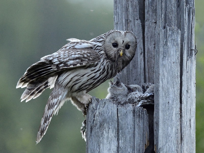 owls - photo oppotunities