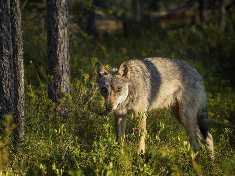 wolf watching in Finland