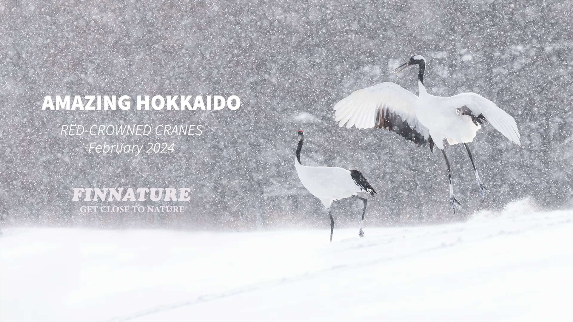 Amazing Hokkaido, Japan photorgaphy tour